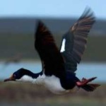 image of bird