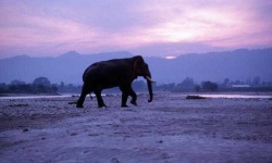 image of animal