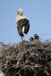 image of white_stork