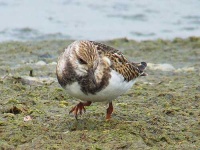 image of ruddy_turnstone