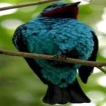 image of bird