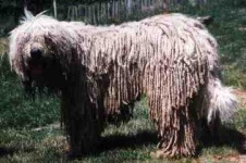 image of komondor