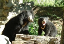 image of sloth_bear #15