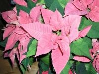 image of poinsettia #22