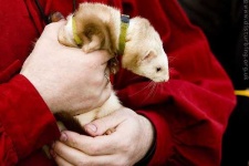 image of black_footed_ferret