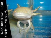 image of axolotl