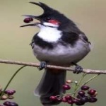 image of bird
