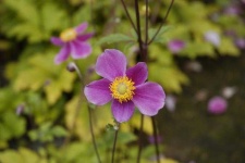 image of flower
