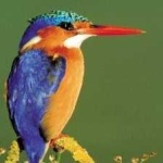 image of bird