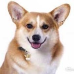 image of corgi #20