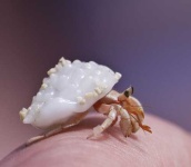 image of hermit_crab