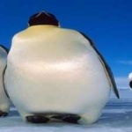 image of emperor_penguin #11