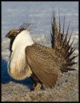 image of prairie_chicken