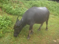 image of water_buffalo