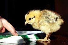 image of animal