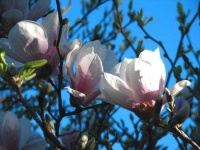 image of magnolia #1