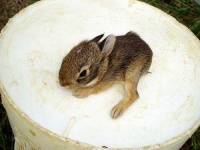 image of wood_rabbit