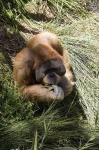 image of orangutan