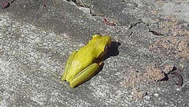 image of animal