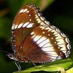 image of animal