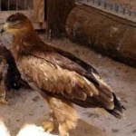 image of bird