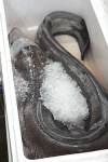 image of eel