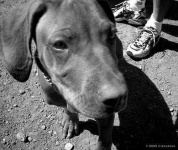 image of rhodesian_ridgeback