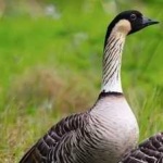 image of bird