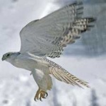 image of bird