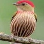 image of bird