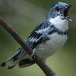 image of bird