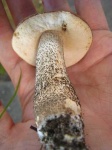 image of bolete