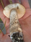 image of bolete #22