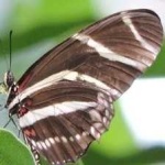 image of animal