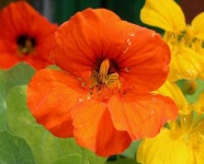 image of flower
