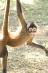 image of spider_monkey