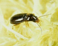image of ground_beetle #21