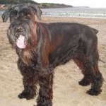 image of animal