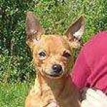 image of toy_terrier