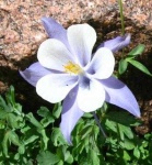 image of flower