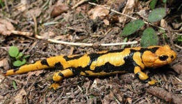 image of european_fire_salamander