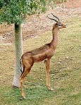 image of gerenuk