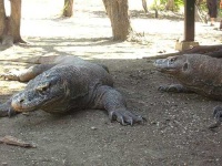 image of komodo_dragon