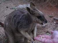 image of wallaby