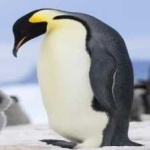 image of bird
