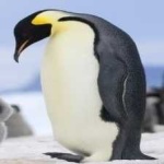 image of emperor_penguin #29