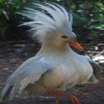 image of bird