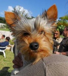 image of yorkshire_terrier #27