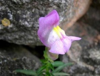 image of flower