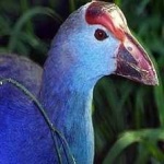 image of bird